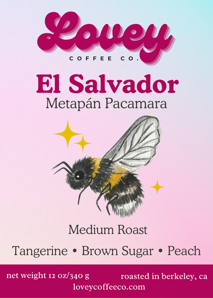 El Salvador Metapán Pacamara